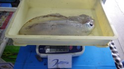 天神崎にてアオリイカ1420ｇ〜エギングの…