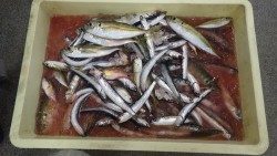 新芳養（はや）堤防にてサビキでアジ、イワシいっぱい釣れました！！
