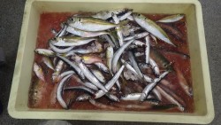 新芳養（はや）堤防にてサビキでアジ、イワシ…