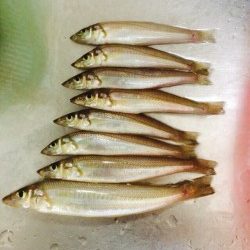 えびす漁港にてキスの釣果