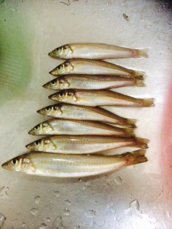 えびす漁港にてキスの釣果