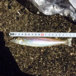 えびす漁港にてキスの釣果