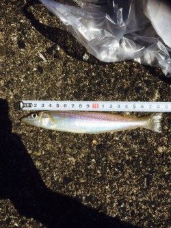 えびす漁港にてキスの釣果