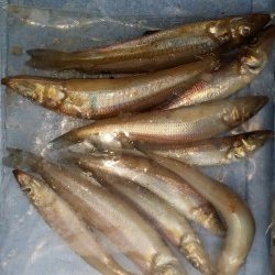 戎漁港にてちょい投げでキスの釣果