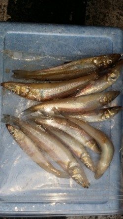 戎漁港にてちょい投げでキスの釣果