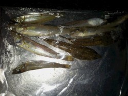 扇が浜にてキス釣り、短時間で天ぷらの材料を…