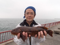 神戸市立平磯海づり公園 39ｃｍのポン級ア…