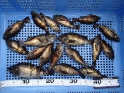 神戸市立平磯海づり公園 ウキ釣りでメバル18匹の釣果
