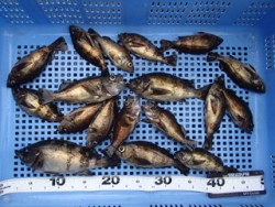 神戸市立平磯海づり公園 ウキ釣りでメバル1…