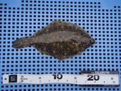 投げ釣りでカレイ★雨の平磯海づり公園