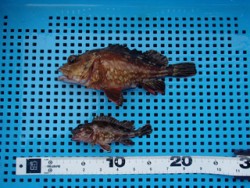 神戸市立平磯海づり公園 胴突でガシラの釣果…