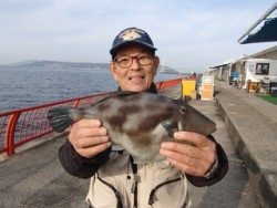 平磯海づり公園 ウキ釣りでウマヅラハギ 兵庫県 瀬戸内海側 神戸市立平磯海づり公園 ウキ釣り ウマヅラ 陸っぱり 釣り 魚釣り 釣果情報サイト カンパリ