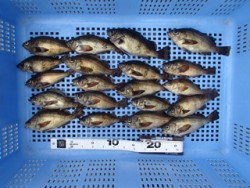 神戸市立平磯海づり公園 ウキ釣りでメバル2…