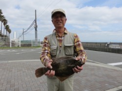 平磯海釣り公園　投げ釣りでカレイ40cm