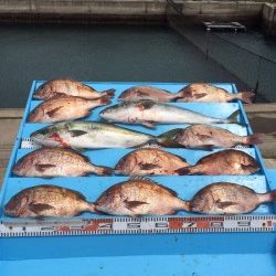 和歌山マリーナシティ海洋釣り堀　メジロ・マダイのいい感触味わいました！