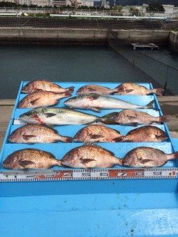 和歌山マリーナシティ海洋釣り堀　メジロ・マダイのいい感触味わいました！