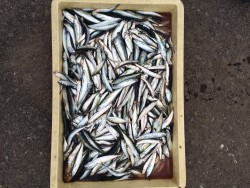 和歌山マリーナシティ海釣り公園 サビキでイ…