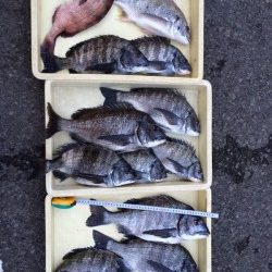 マリーナシティ海釣り公園　チヌののっこみ始まりました