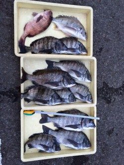 マリーナシティ海釣り公園　チヌののっこみ始まりました