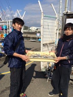 和歌山マリーナシティ海釣り公園 サビキでイワシ好調