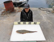 黒島の筏　のませで良型マゴチ