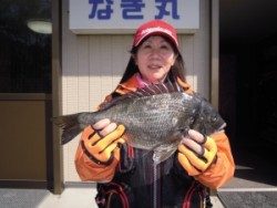 湯浅の磯でフカセ　真鯛、チヌ釣れました