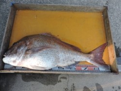 90cmオーバーの巨大真鯛！三尾の磯でのか…