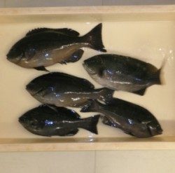 日引磯でグレ5匹の釣果