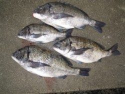 湯浅の磯　フカセでマダイ＆チヌ