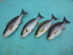 神谷沖一文字　カゴ釣りでイサギ4尾