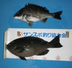 音海磯で良型グレ
