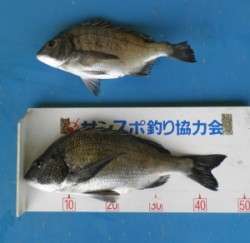 日引磯でチヌの釣果