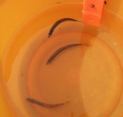 親海公園で稚鮎が釣れています