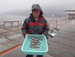 須磨海釣り公園　ウキ流しでメバル4尾