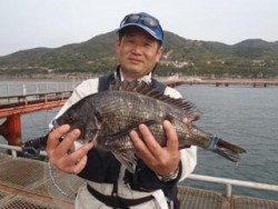 神戸市立須磨海づり公園 落とし込みでチヌ45ｃｍ