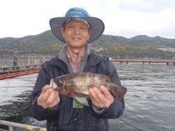 神戸市立須磨海づり公園 イカナゴをエサにメバルメバル29.6cm