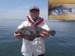 神戸市立須磨海づり公園 ウマヅラハギ36ｃｍをキャッチ