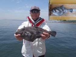 神戸市立須磨海づり公園 ウマヅラハギ36ｃ…