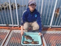 須磨海釣り公園　落とし込みでガシラの釣果