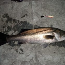 ナイスコンディションシーバス