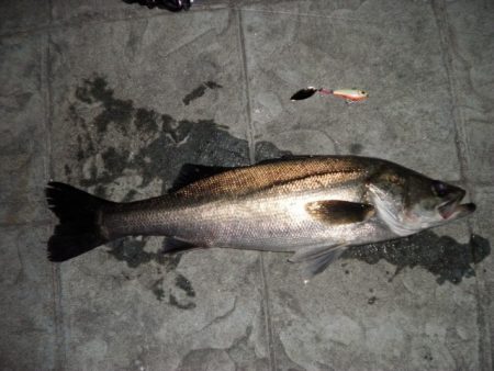 ナイスコンディションシーバス