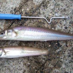 キス調査行ってきました。