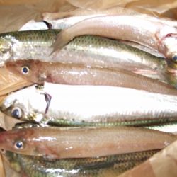 ジャンボイワシ釣れました。