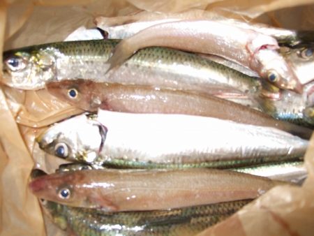 ジャンボイワシ釣れました。