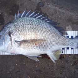 竿がひん曲った！！