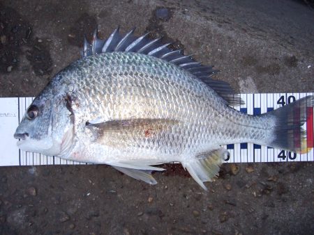 竿がひん曲った！！