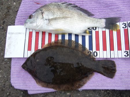 今年初めてのカレイ！