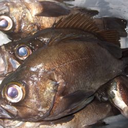 良型メバル釣れました！