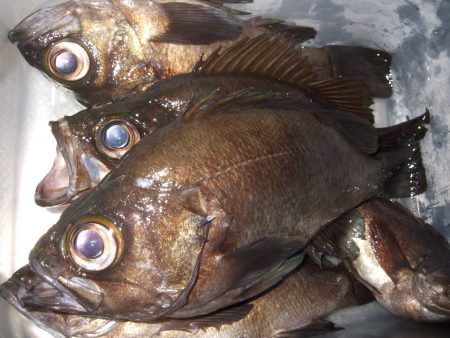 良型メバル釣れました！