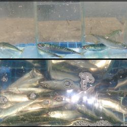 タコと小アジの予定が。。。